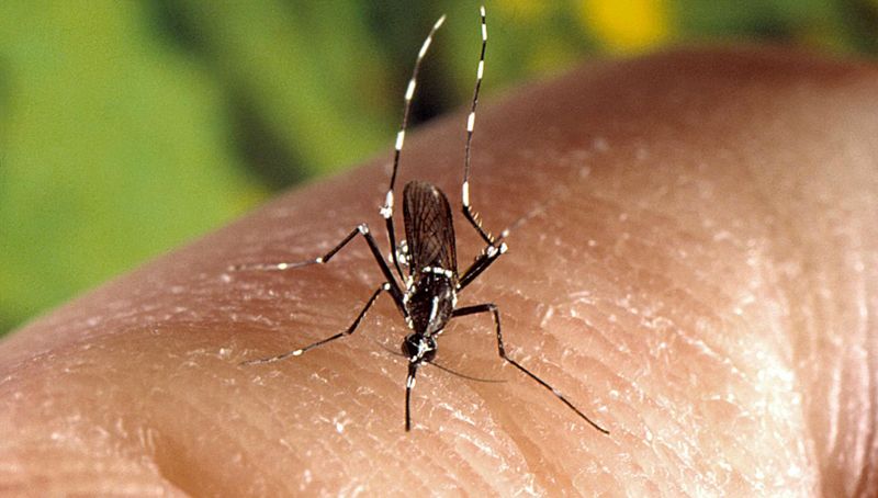 Pour la protection individuelle et collective contre le Zika